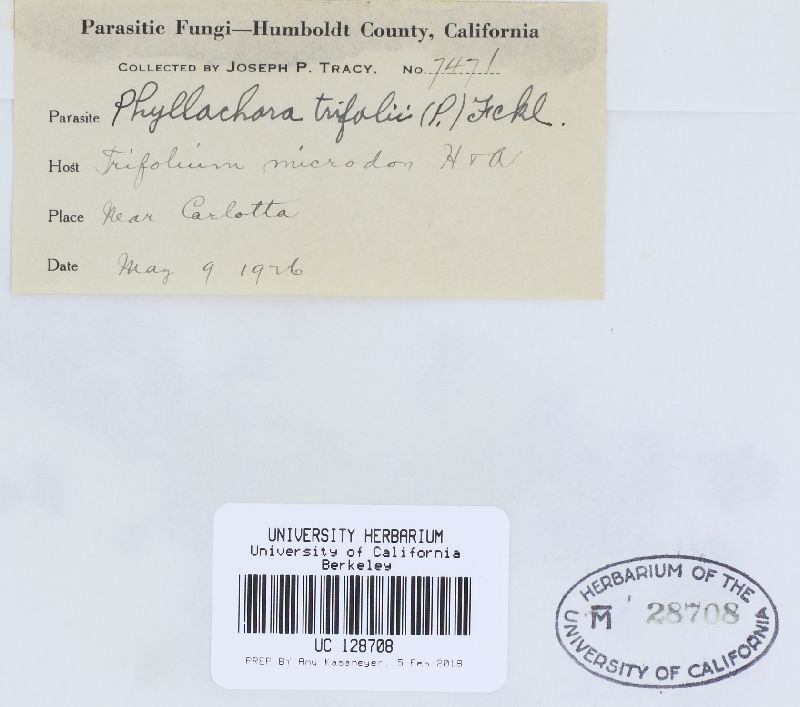 Leptosphaeria trifolii image
