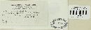 Puccinia grindeliae image