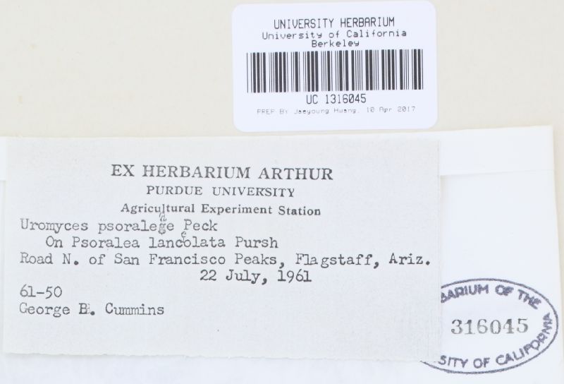 Uromyces psoraleae image