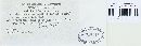 Puccinia atrofusca image