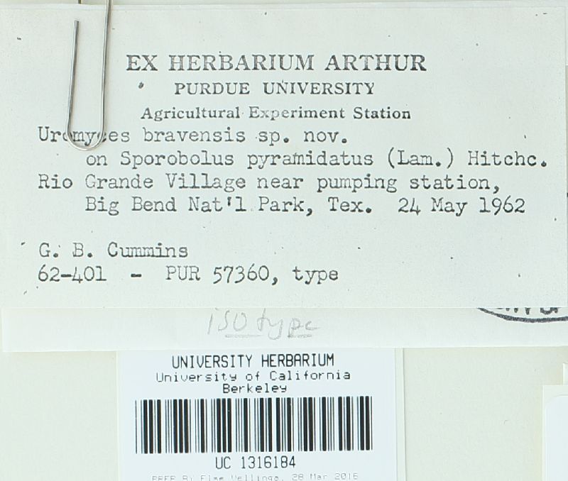 Uromyces bravensis image