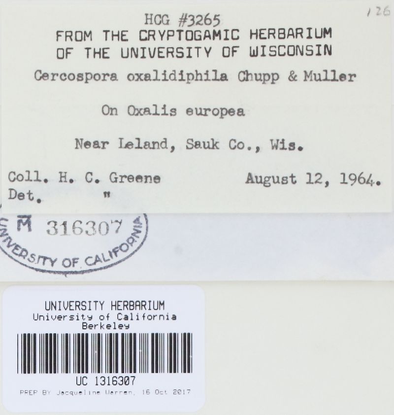 Cercospora oxalidiphila image