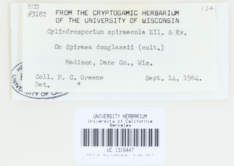 Cylindrosporium spiraeicola image
