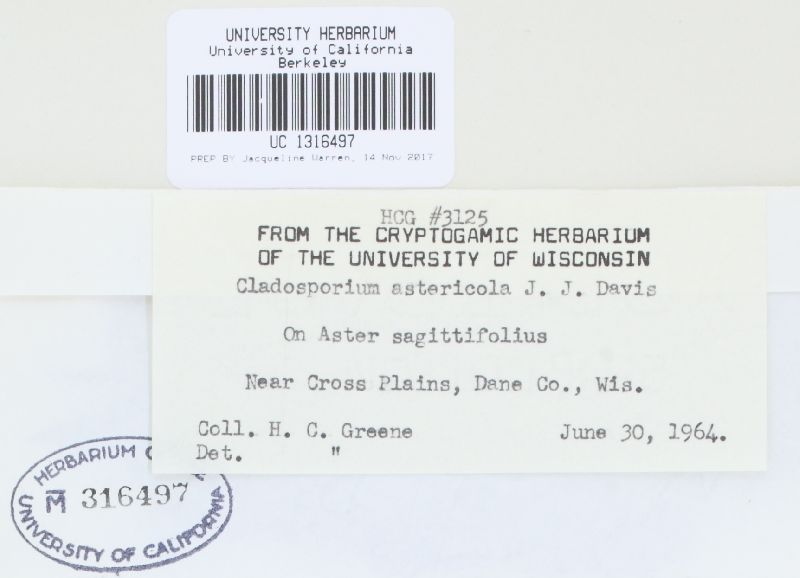 Fusicladium astericola image