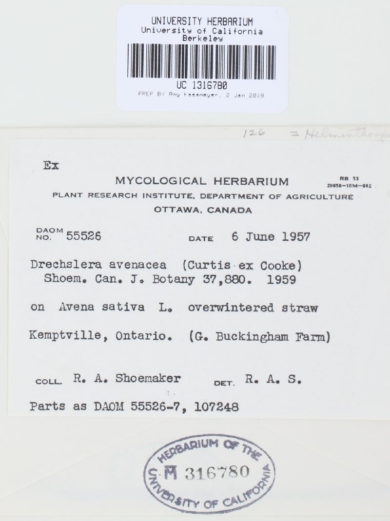Drechslera avenacea image