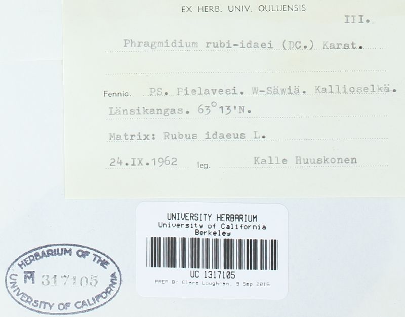 Phragmidium rubi-idaei image