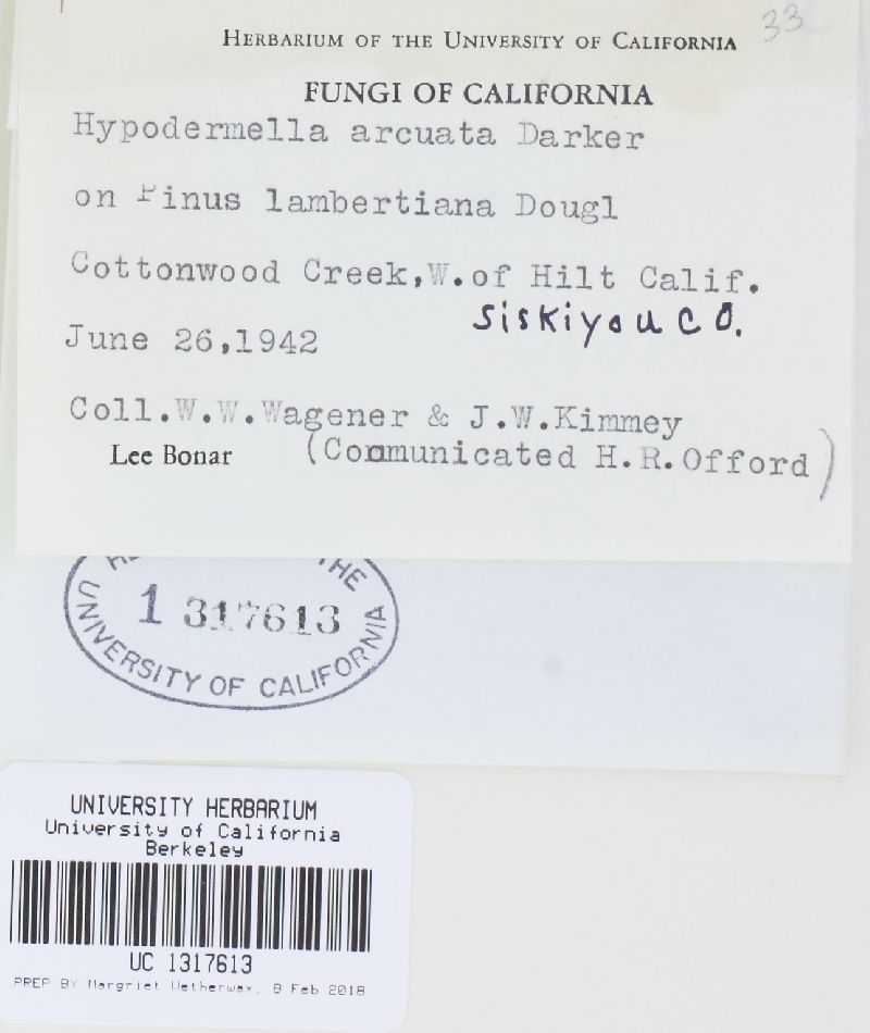 Lophodermella arcuata image