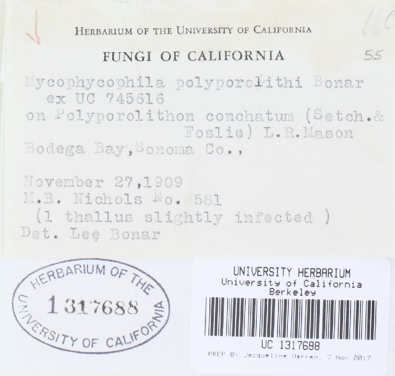 Chadefaudia polyporolithi image