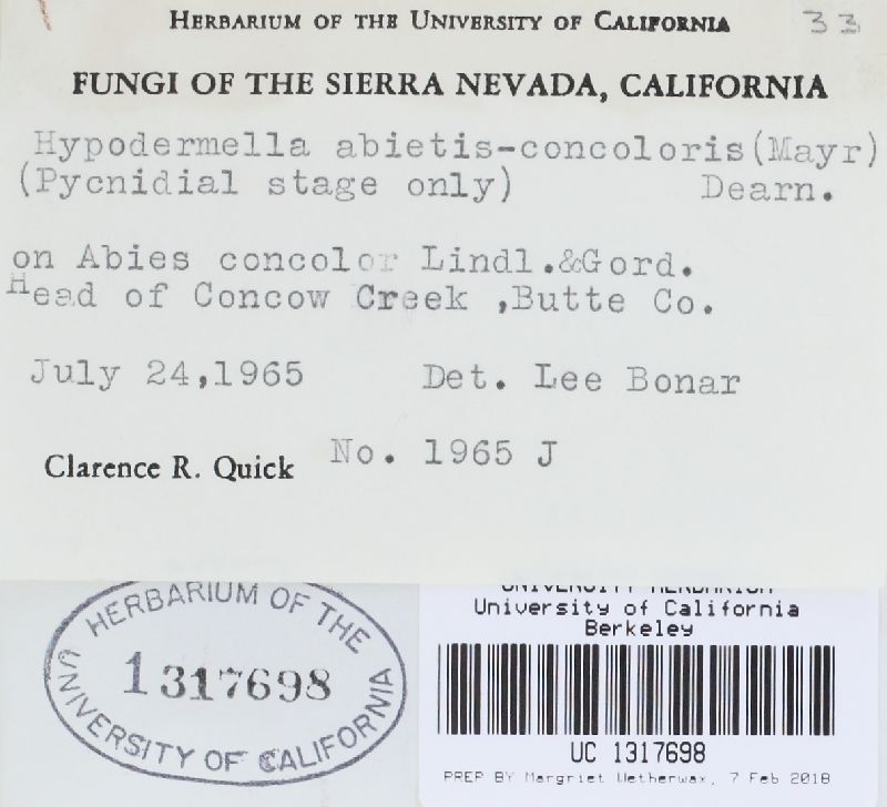 Lirula abietis-concoloris image