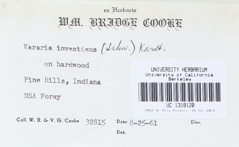 Vararia image