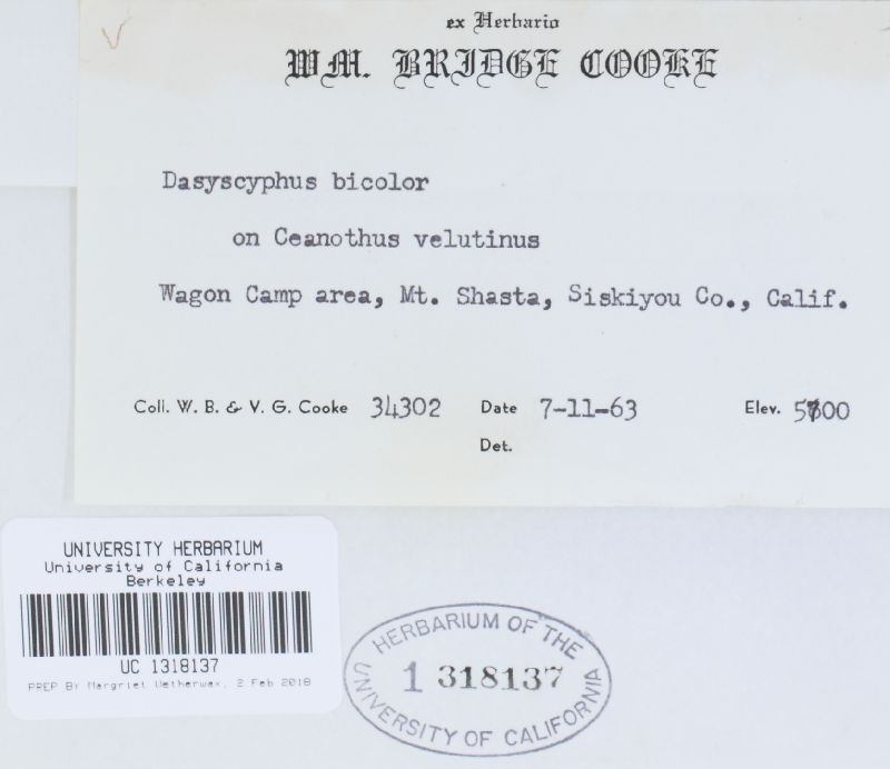 Dasyscyphus bicolor image