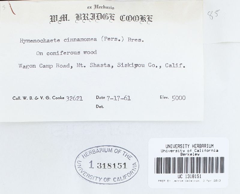 Hymenochaete cinnamomea image