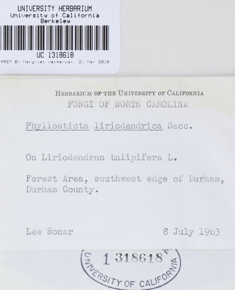 Phyllosticta liriodendrica image