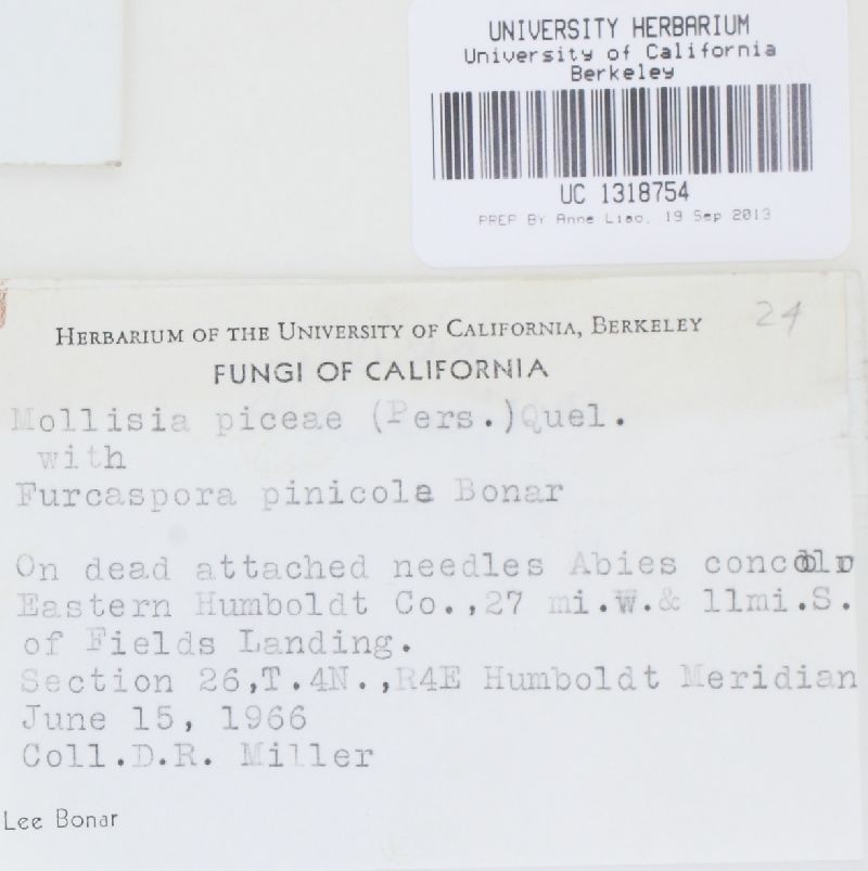 Mollisia piceae image