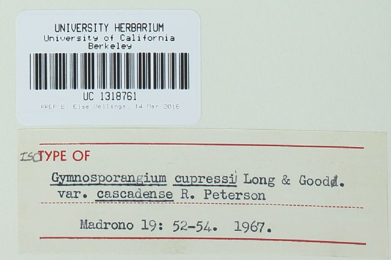 Gymnosporangium cupressi image