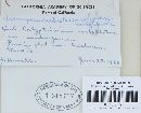 Uromyces unitus image