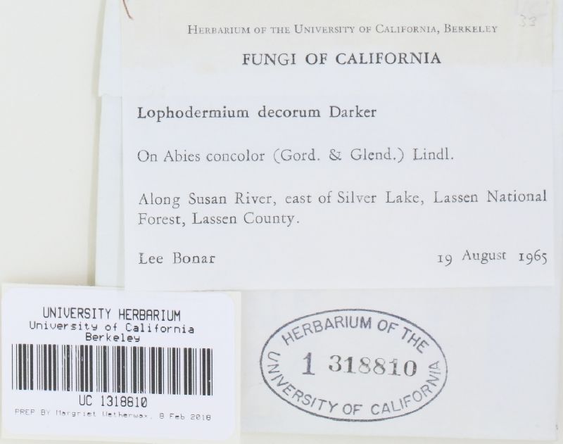 Lophodermium decorum image