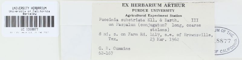 Puccinia substriata image
