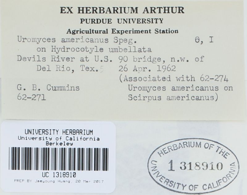 Uromyces americanus image