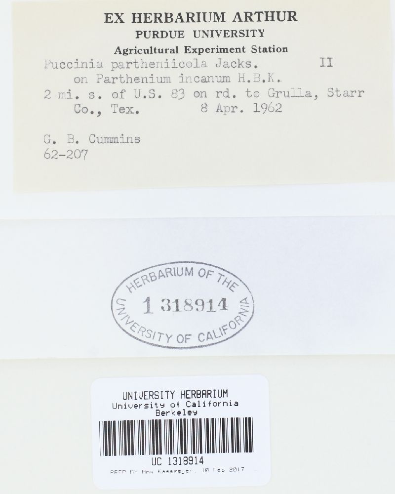Puccinia partheniicola image