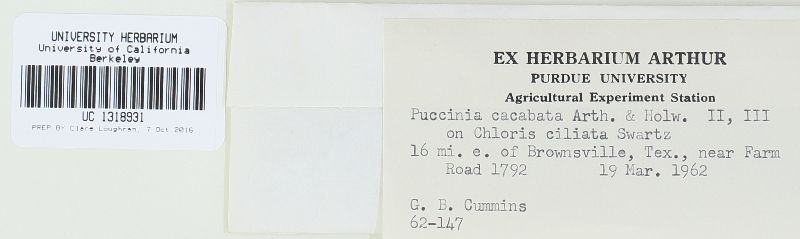 Puccinia cacabata image