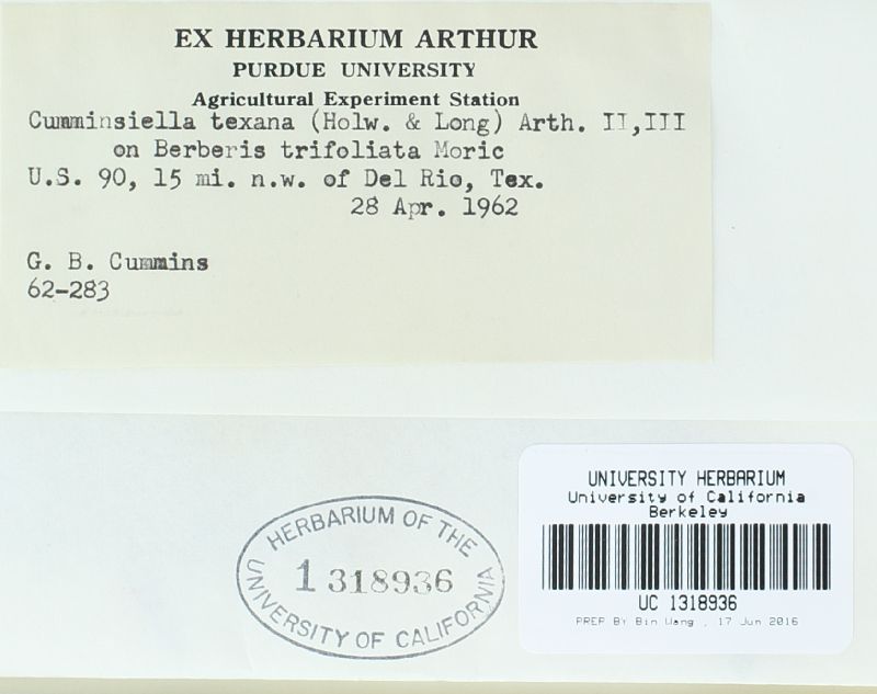 Cumminsiella texana image