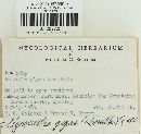 Gyromitra gigas image