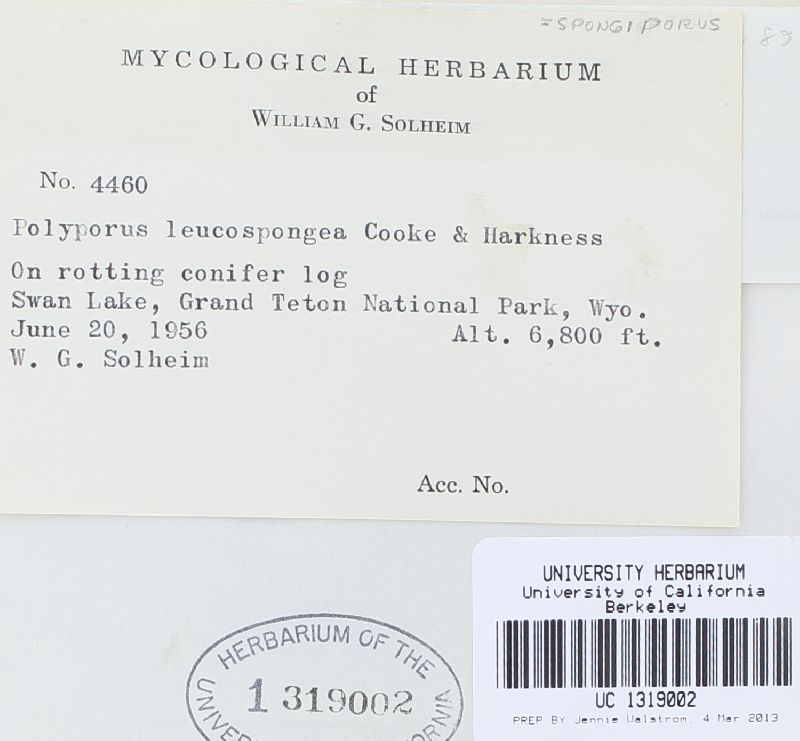 Oligoporus leucospongia image