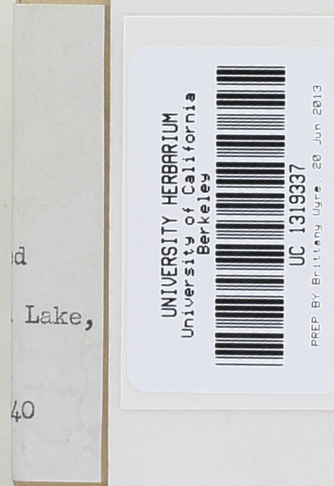 Lactarius subvelutinus image