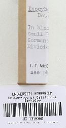 Inocybe lorillardiana image