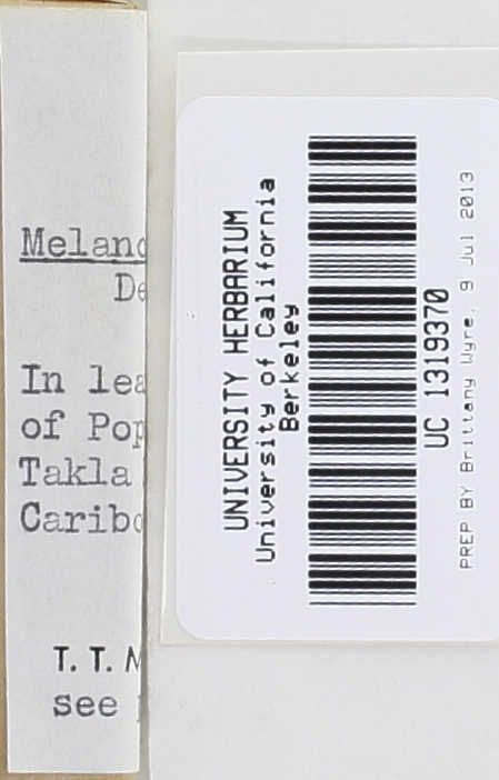 Melanoleuca grammopodia image