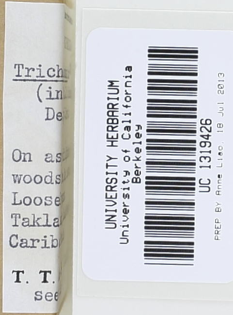 Tricholoma memmingeri image