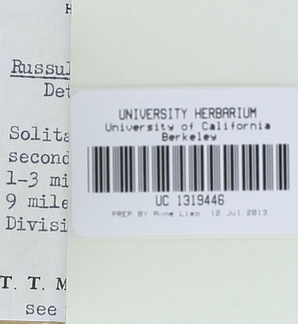 Russula flaviceps image