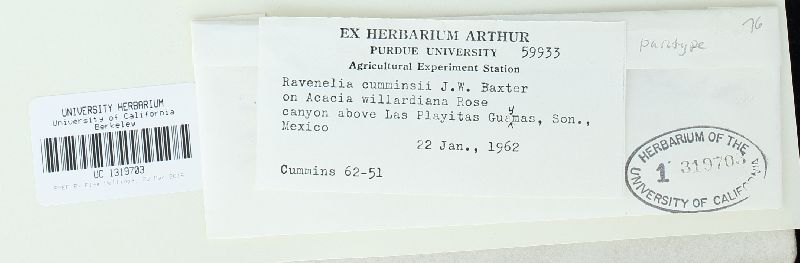 Ravenelia cumminsii image