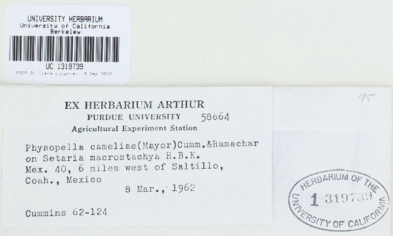 Physopella cameliae image