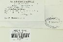 Puccinia grindeliae image