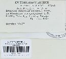Uromyces appendiculatus image