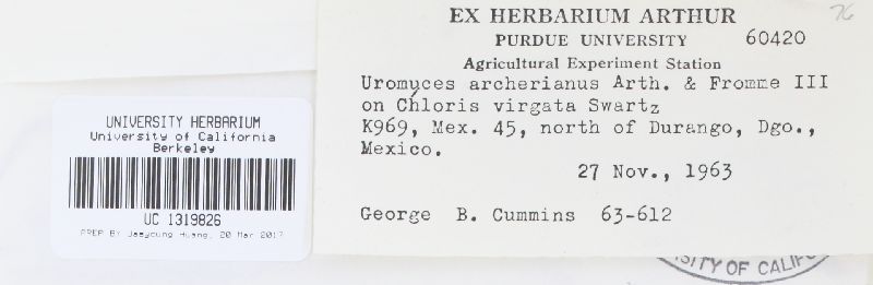 Uromyces archerianus image