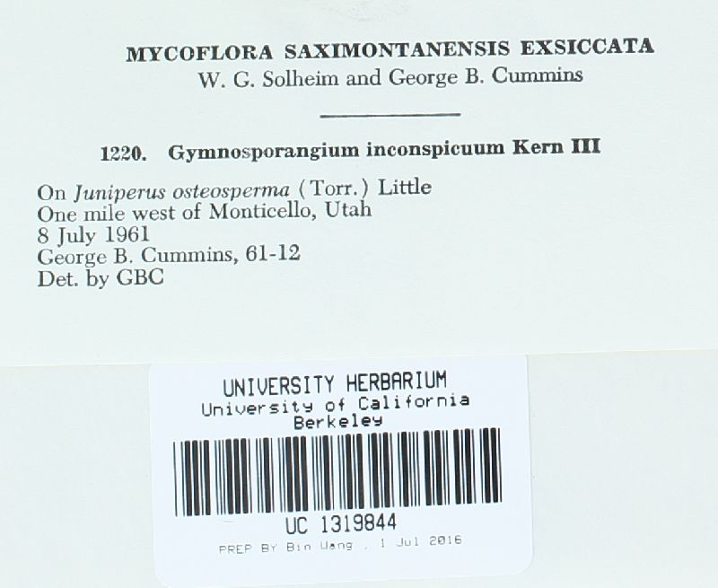 Gymnosporangium inconspicuum image