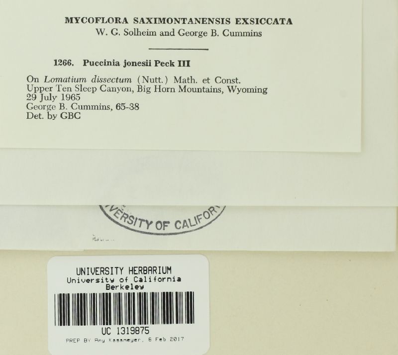 Puccinia jonesii image