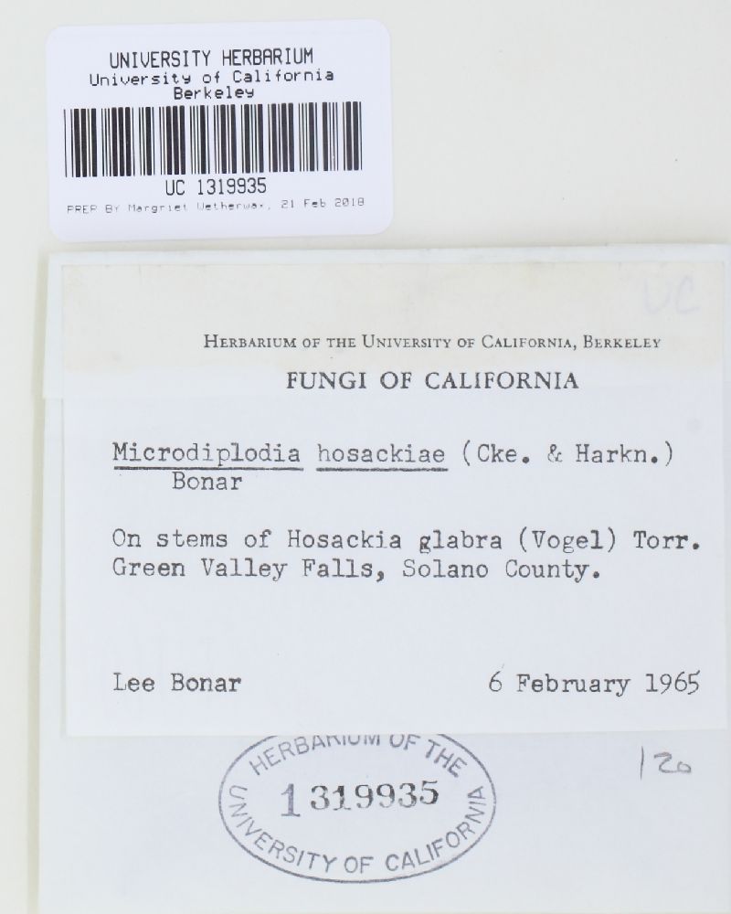 Microdiplodia hosackiae image