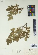 Phragmidium rosae-pimpinellifoliae image