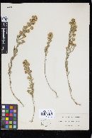 Golovinomyces cichoracearum image
