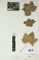 Phragmidium occidentale image