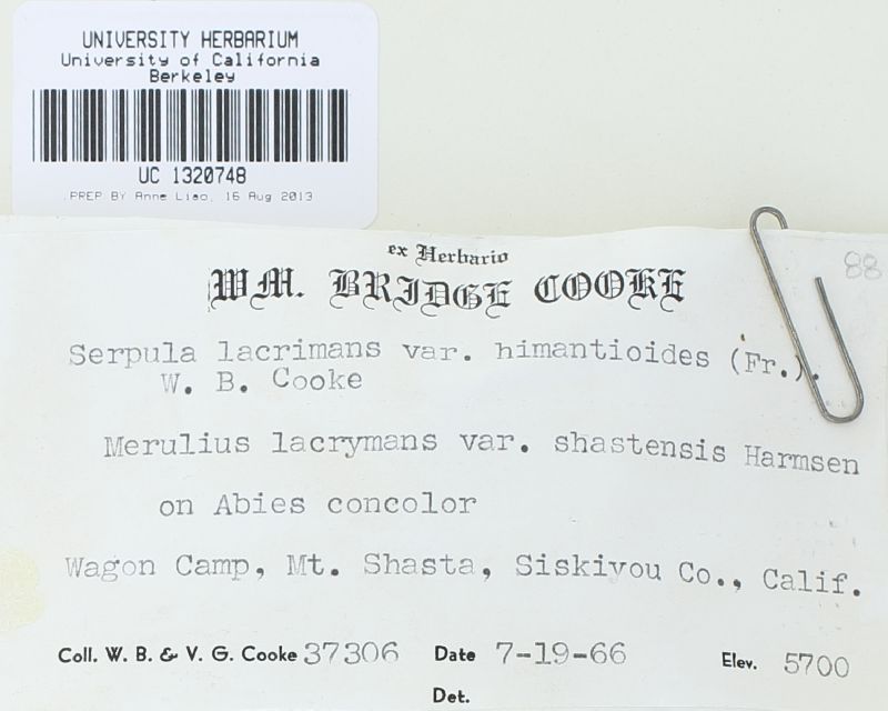 Serpula lacrymans var. shastensis image