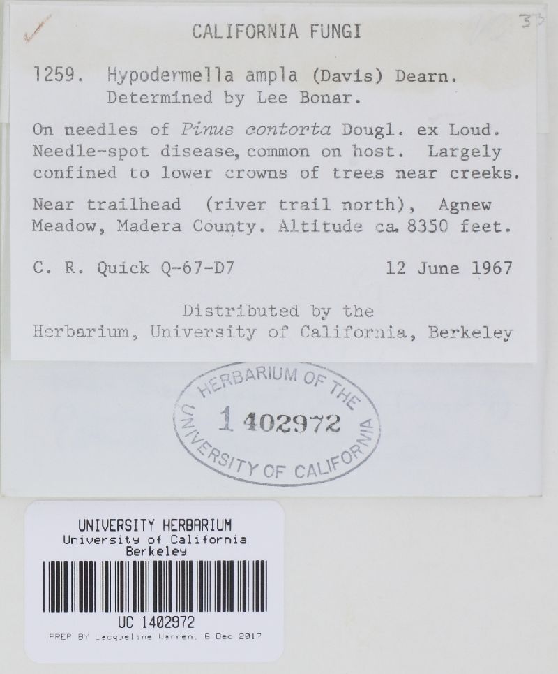 Davisomycella ampla image