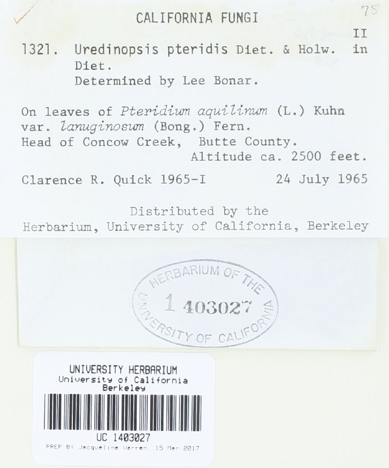 Uredinopsis pteridis image