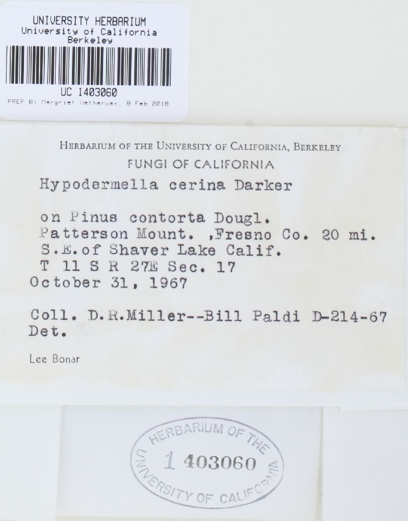 Lophodermella cerina image