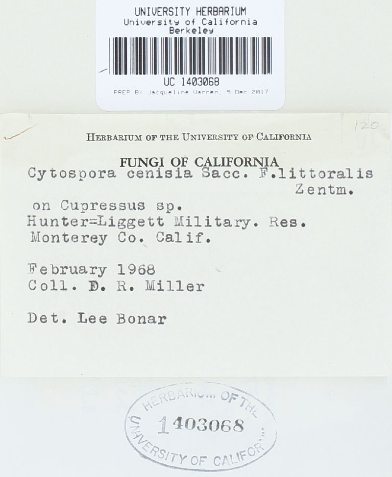 Cytospora cenisia image