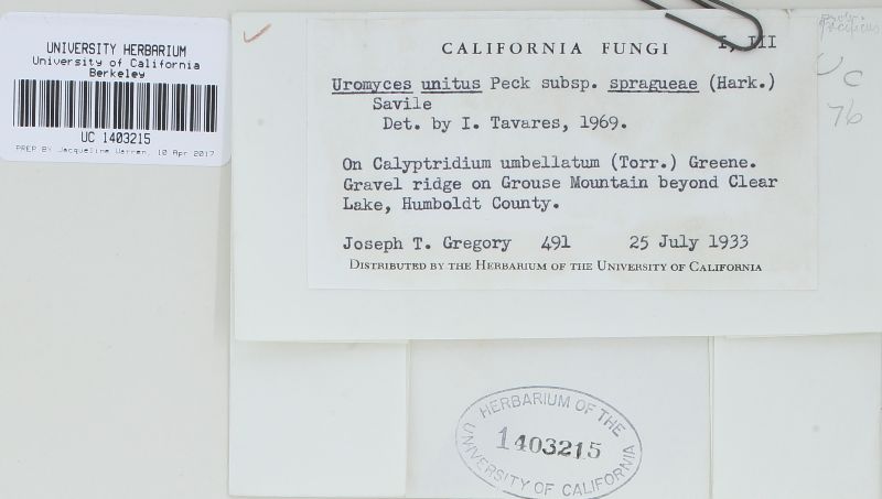 Uromyces unitus subsp. pacificus image